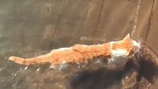 The cat learned how to swim—now there's no way for the fish to survive!