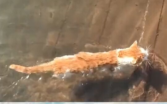 猫学会了游泳，你这是不给鱼留活路了呀！