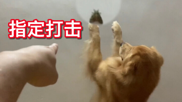 Đôi mắt đậu tằm nhắm đâu trúng đó!