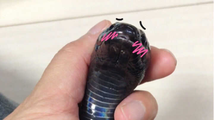 Ketika kamu menjatuhkan seekor ular raja hitam