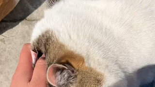 ข่าวดีคือไม่หัวล้าน ข่าวร้ายคือหูล้าน