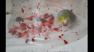 The parrot's modus operandi was actually so peculiar.