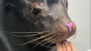 แมวน้ำ: ไม่ได้มาเปล่าๆ นะ