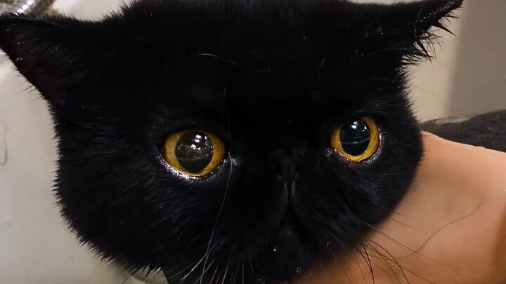 My cat actually had an accident while taking a bath!