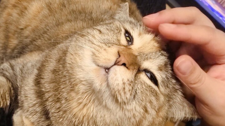 Teaching you how to boost your cat's intelligence