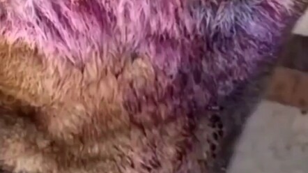 Nhà có chó này, vui vẻ không ngừng!