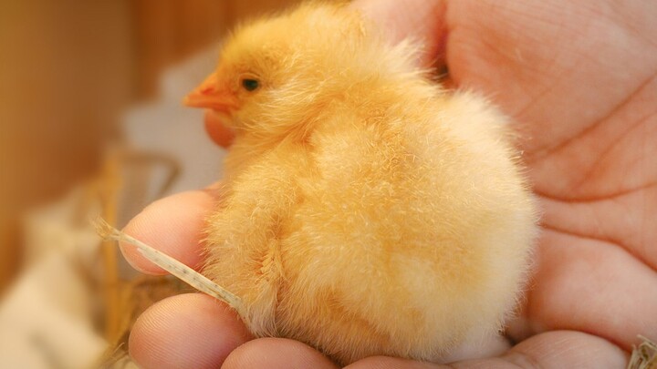 How to Befriend a Little Chick