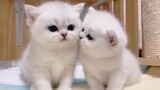 Cute Moments Of Baby Kittens