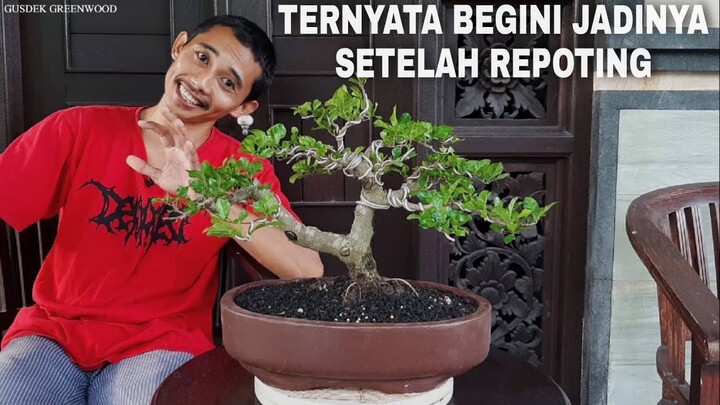 Ternyata Begini Jadinya Setelah Repoting