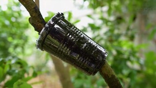 在树上环切一个口子，套上一个装满土的塑料杯，这样做会发生什么？