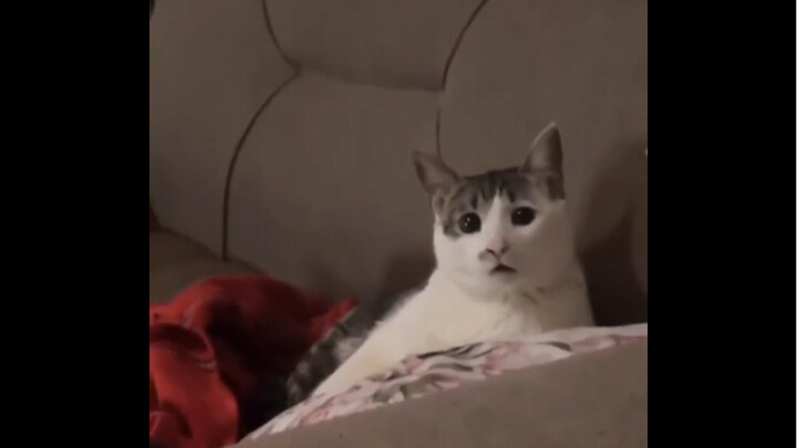 “Hewan-hewan yang Bisa Mengerti Bahasa Manusia”