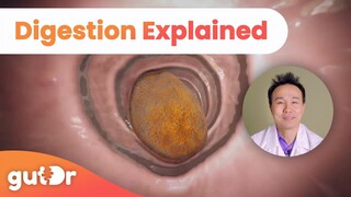 How Does Food Turn Into Poo? | The GutDr Explains (3D Gut Animation)