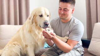 Golden Retriever พบกับ Baby Bunny ตัวใหม่ ความน่ารักเกินพิกัด
