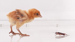 Khi một chú gà con một tháng tuổi lần đầu tiên nhìn thấy một con gián, nó đã bị xé thành từng mảnh!