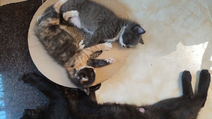 แมวจรจัดพาลูกน้อยมาที่บ้านฉัน