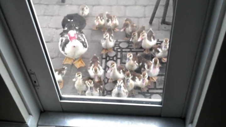 You have the guts to open the door! Okay, okay, I'll open it!
