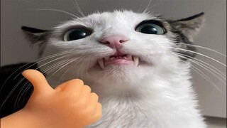 Funny Animal Videos 2023 😂 - Funniest Cats And Dogs Video 😺