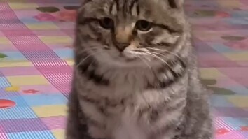 Kucing jepit berusia 68 tahun, hahaha!