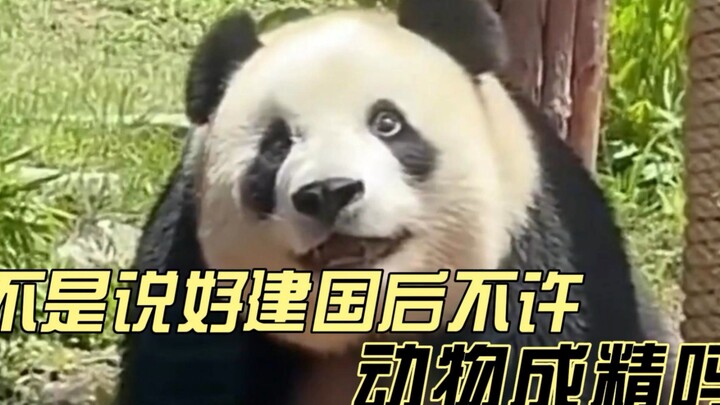 Sau khi thành lập nước, muôn loài đều hóa thành tinh linh; lần đầu tiên thấy sự bối rối trên gương m