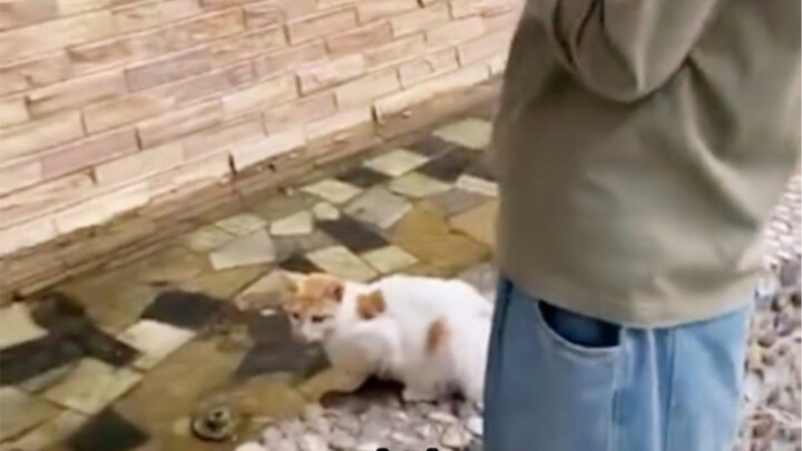 تقييم الأخ إي لشخص دفع قطة في الماء