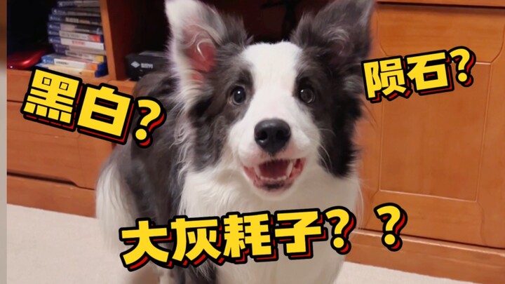 Kami benar-benar border collie biru-putih!!