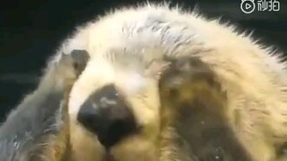 海獭揉脸脸~~萌死了！