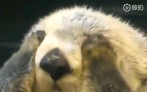海獭揉脸脸~~萌死了！