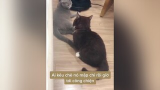 Gì cũng có nguyên do của nó mà meo meow cat munchkin meocute fypシ