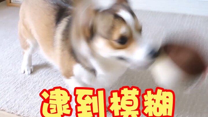 When the corgi sees a talking bouncy ball, it goes totally wild—kicking up such a fuss it nearly rip