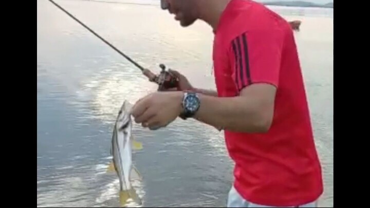 TOP FISH BRASIL