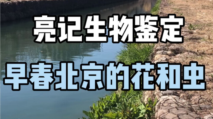 [Identifikasi Biologis Liangji] Bunga dan Serangga Awal Musim Semi di Beijing
