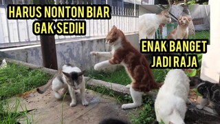 Momen Langka Video Cats Lovers Tv Kucing Yang Mulutnya Menceng Sudah Punya Nama..!