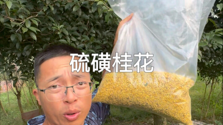 Sulfur osmanthus revealed—would you dare to eat this?