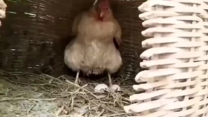 Chicken: If you want to take away my eggs, it depends on whether you have the strength!