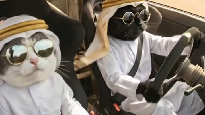 keren kucing bwa mobil lagi