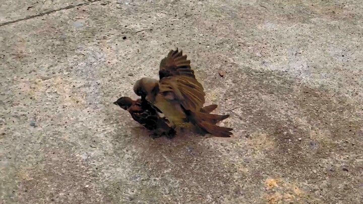 Burung kecil mengira tuannya akan mengadopsi burung lain, langsung saja menggigit!