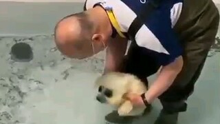 Cute baby seal