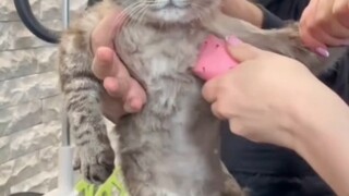 Cat: Hmph~ You're smitten by my charm, aren't you? #cute pets#cat#so handsome