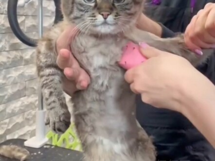 Cat: Hmph~ You're smitten by my charm, aren't you? #cute pets#cat#so handsome