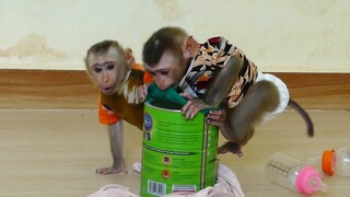 OMG!! Adorable Baby Monkey Maki & Maku Not Obedience​ Bite Bottle Milk When Mom go Take water