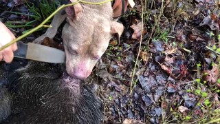 Wild Boar Caught by Pitbull and Killed With Knife (02/24/2019)