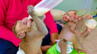 Toto & Yaya happily drinking milk after playing too much