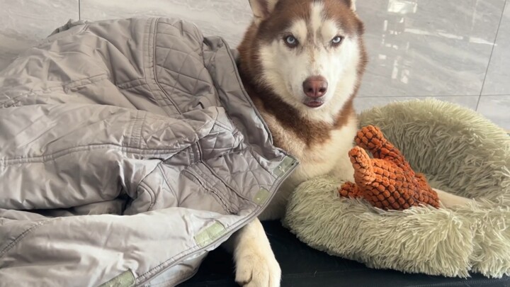 Husky: There's a kind of care—Old Deng thinks you're cold!