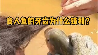 Mengapa gigi piranha begitu tajam? #Sains #BukaZip #Piranha #BinatangFantastis #Trivia