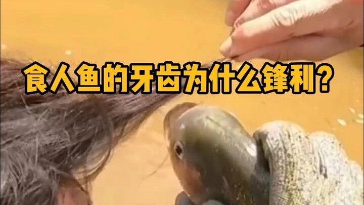 Why are piranhas' teeth so sharp? #Science #Unzip #Piranhas #FantasticBeasts #Trivia