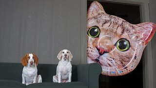 Dogs vs Giant Cat Head Prank สุนัขตลก Maymo และ Pot Pie Pranked โดย Cats