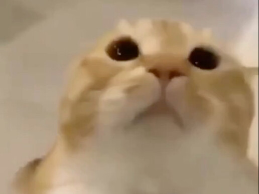 A roundup of 12 sounds that kittens can make.