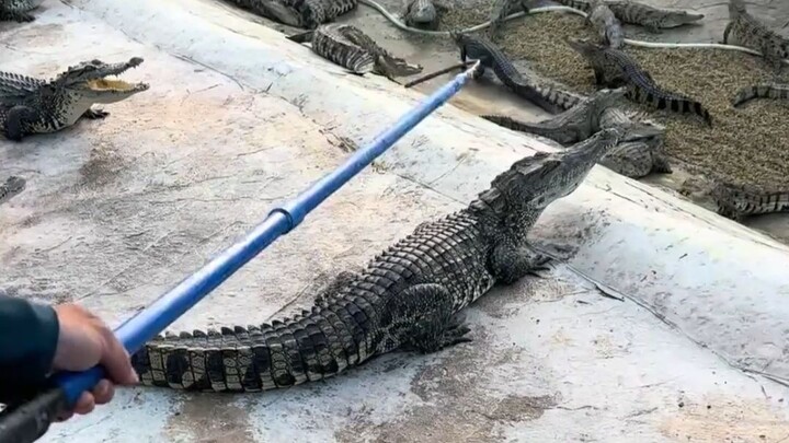 Crocodile: Is shocking people not illegal?