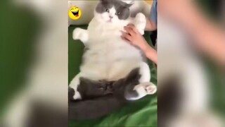 Best Of The 2021 Funny คอลเลกชันวิดีโอตลก _ คลิปตลก รวมคลิป มาใหม่