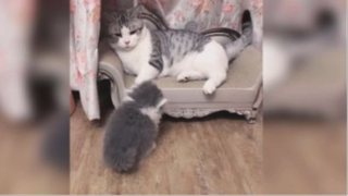 Khoảnh khắc đáng yêu của mều và đồng bọn P.3 <3